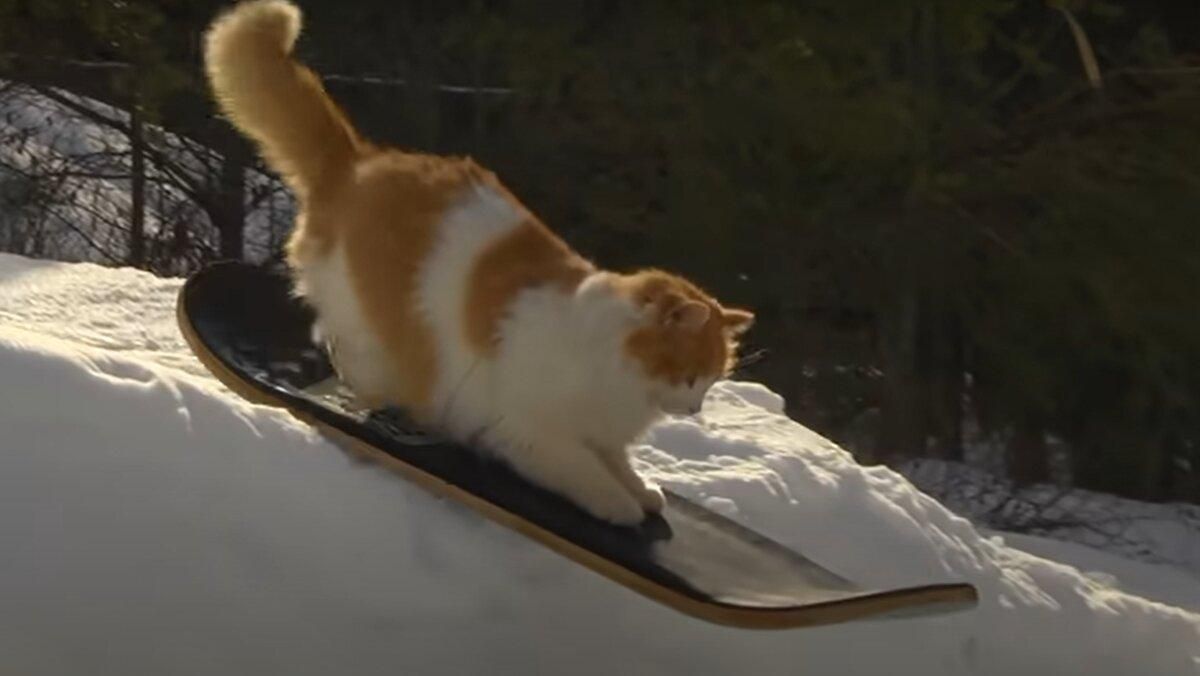 Зимние развлечения кота: пушистик умело катается на сноу-скейте и покоряет сеть - Pets