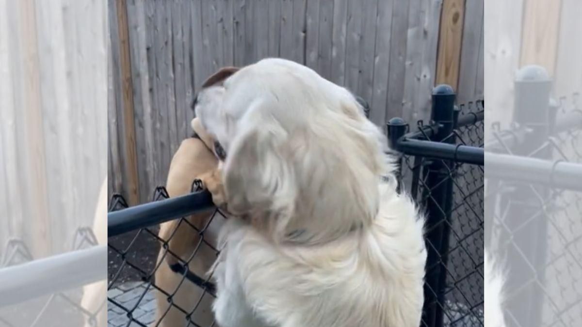 Становятся на задние лапки и "целуются": 2 песика попали на трогательное видео - Pets Становятся на задние лапки и "целуются": 2 песика попали на трогательное видео - Pets