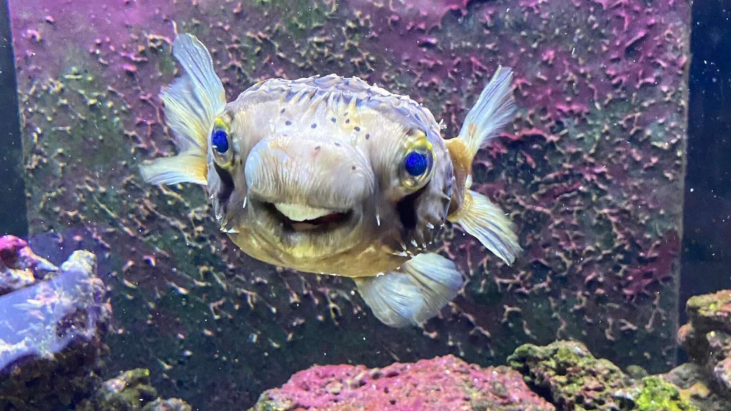 Пацієнтка з акваріума: як стоматологи допомагали рибці - Pets Пацієнтка з акваріума: як стоматологи допомагали рибці - Pets