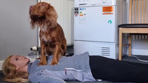 Собака навчився робити серцево-легеневу реанімацію: відео з тренуванням