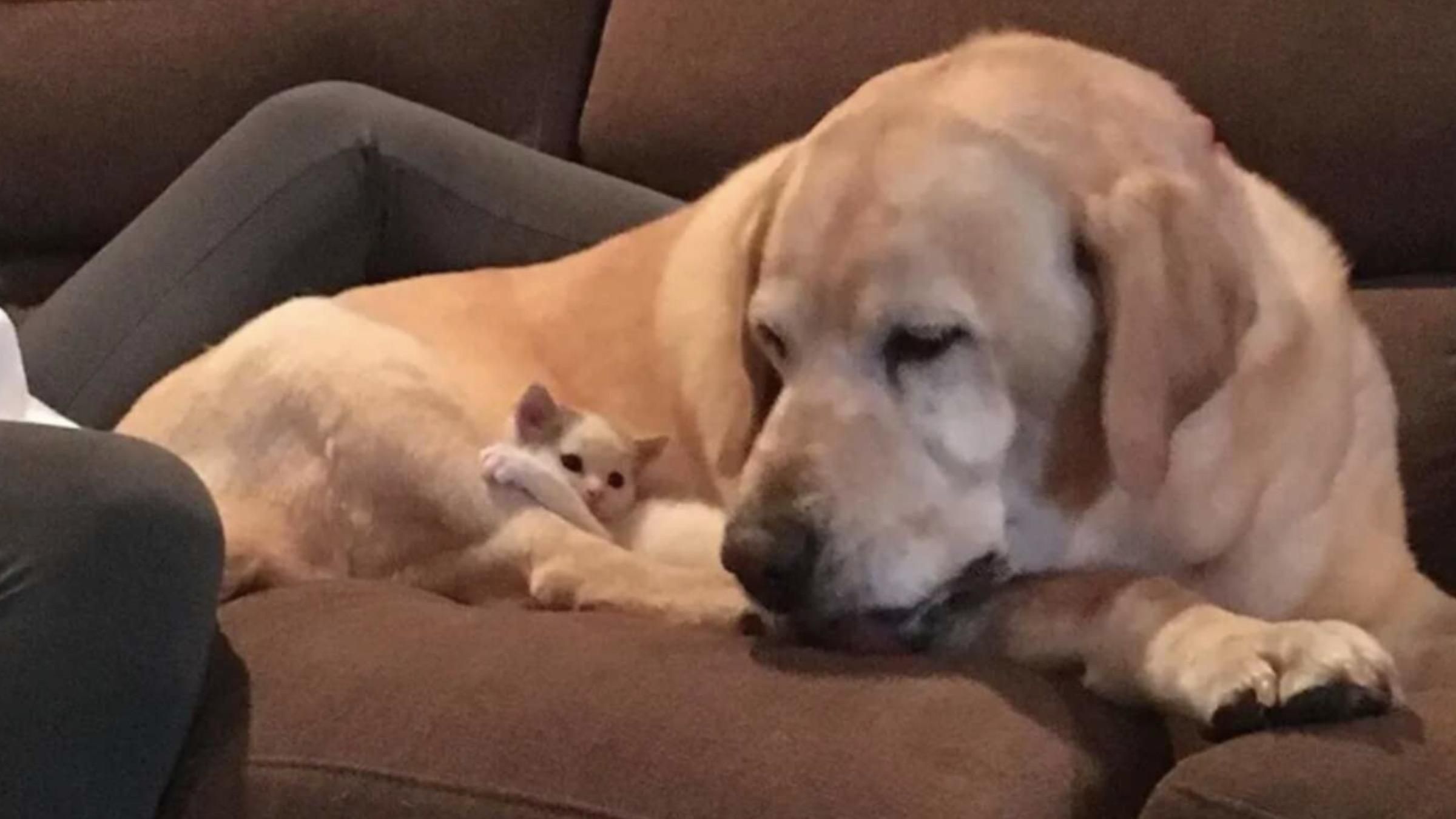 Потребувала любові: літній лабрадор "удочерив" покинуте кошеня - Pets Потребувала любові: літній лабрадор "удочерив" покинуте кошеня - Pets