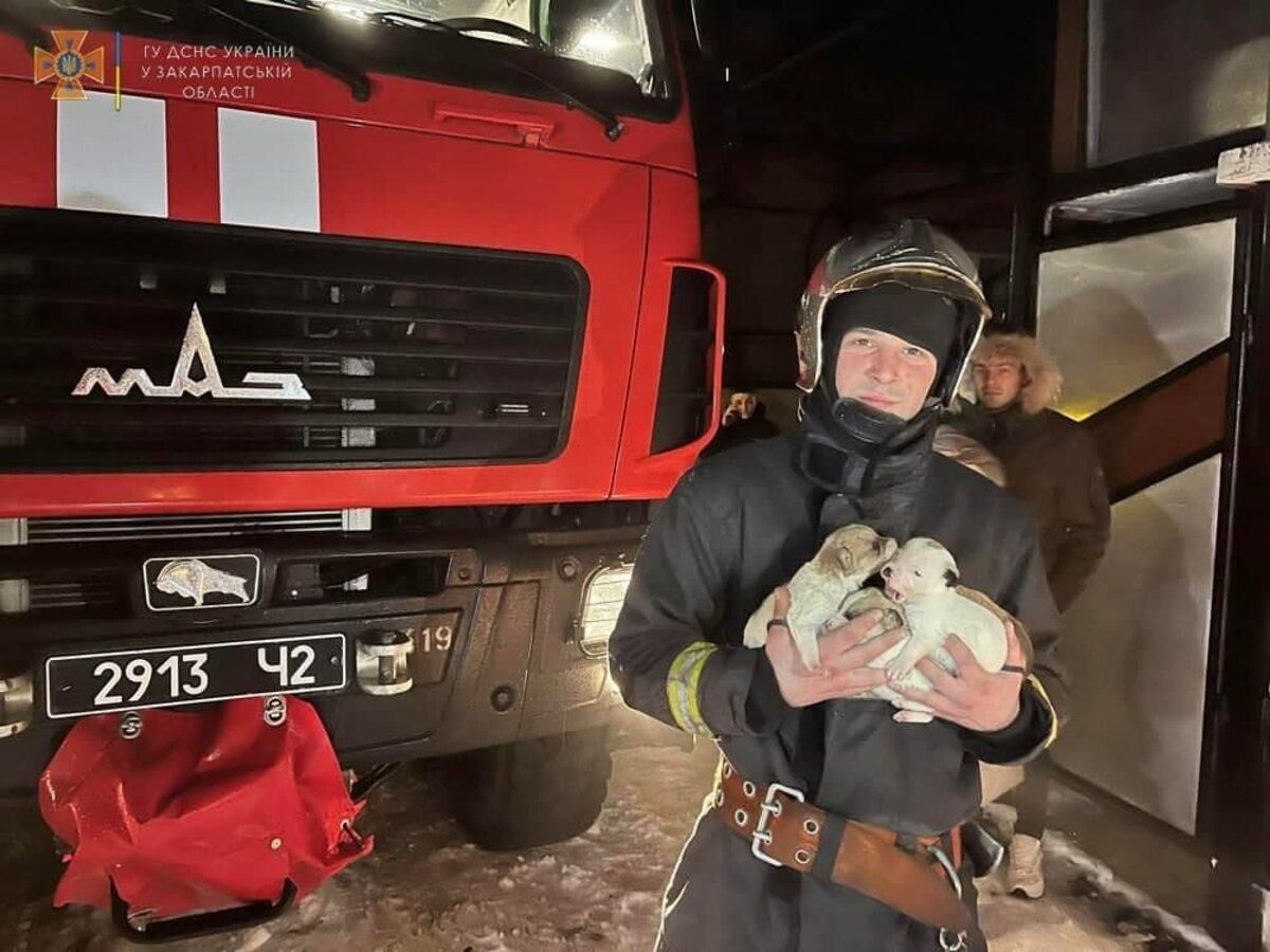Подавали сигнали SOS під ліжком: на Закарпатті рятувальники винесли з вогню цуценят - Pets