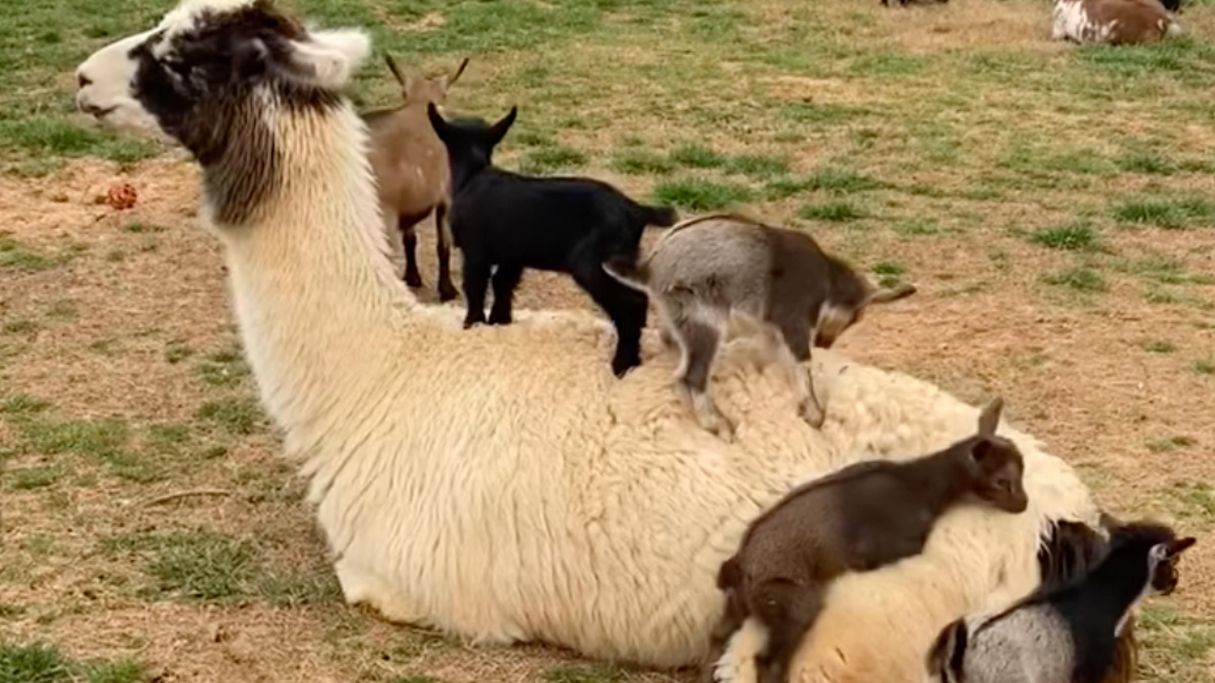 Залезали на спину и прыгали: козлята смешно играли с ламой - Pets