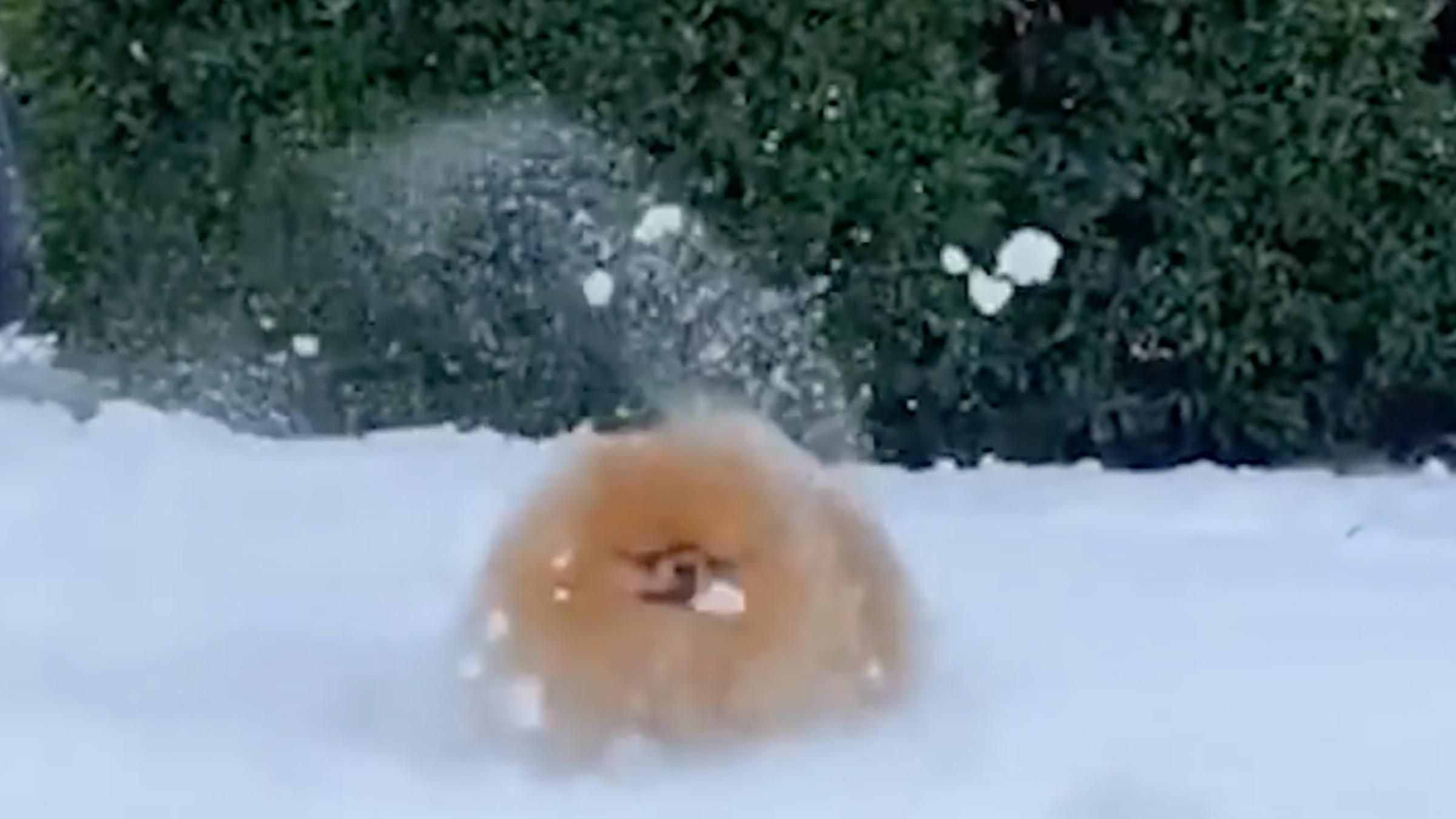 Превратился в снеговика: соцсети рассмешил шпиц после прогулки - Pets