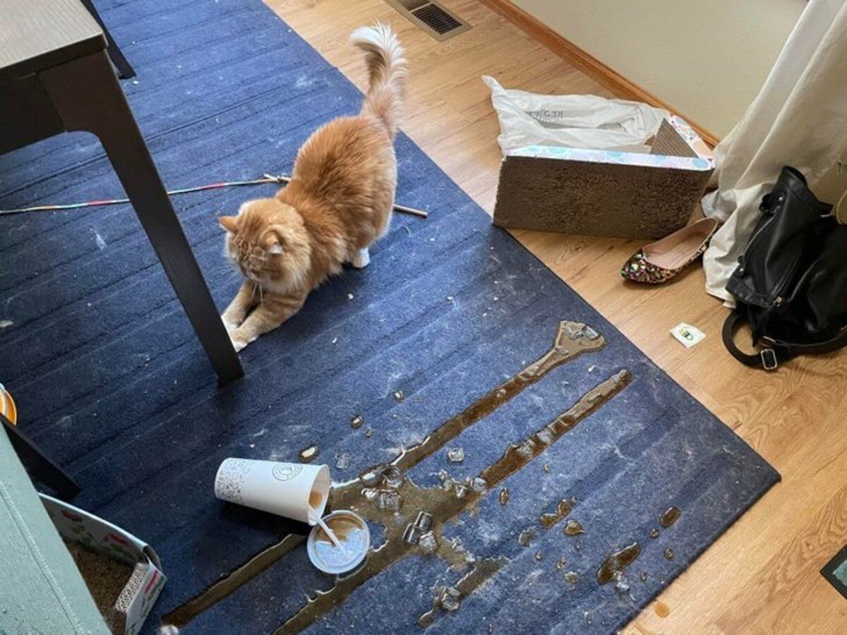 12 кумедних фото тварин, яких "застали на місці злочину" - Pets 12 кумедних фото тварин, яких "застали на місці злочину" - Pets