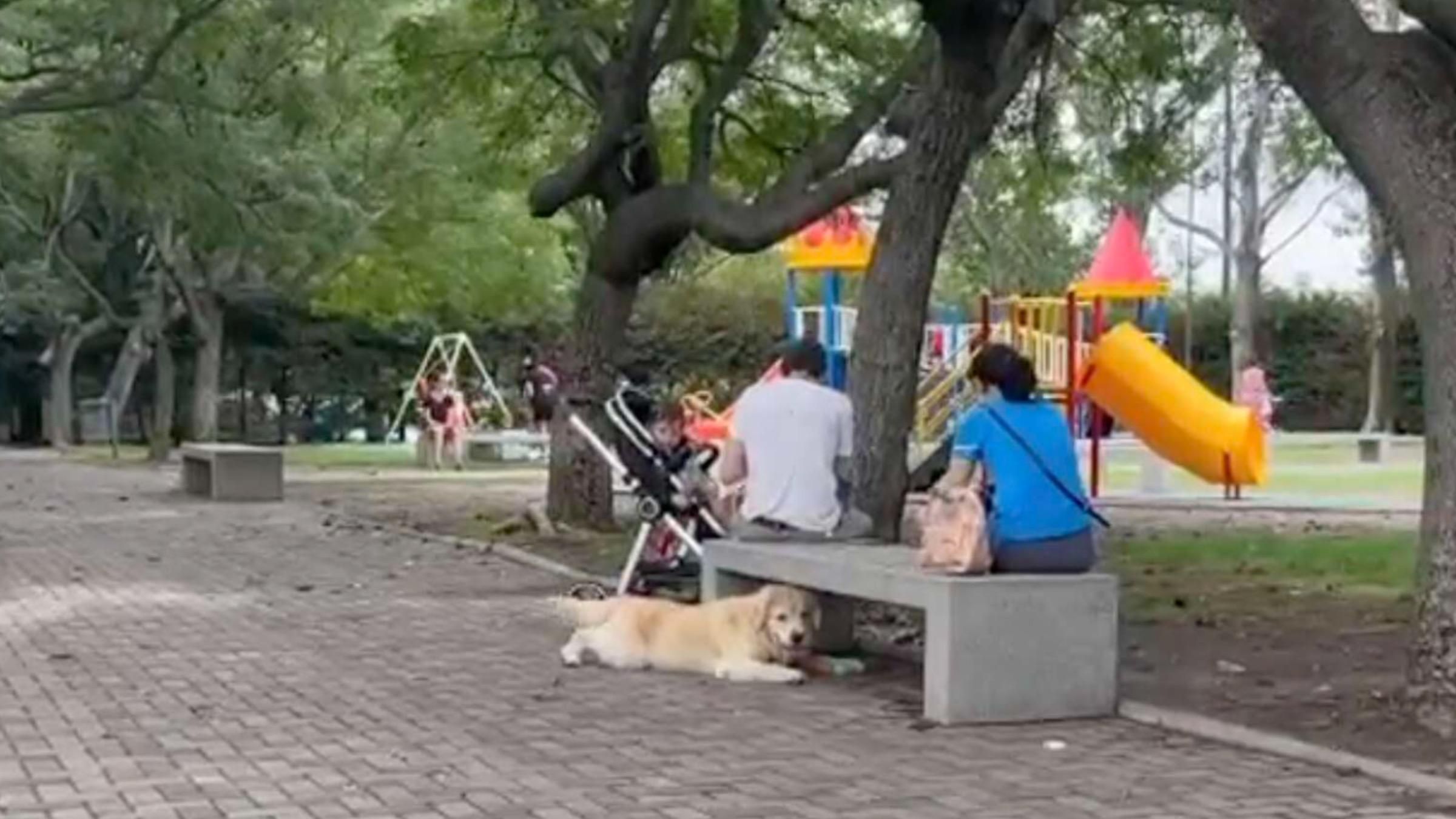 Знаходить "нових господарів": собака вигадав метод, як довше грати в парку - Pets