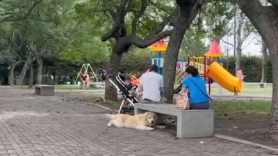 Находит "новых хозяев": собака придумала метод, как дольше играть в парке