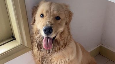 Собака обожает "грязевые ванны": хозяева показали любимца после прогулки
