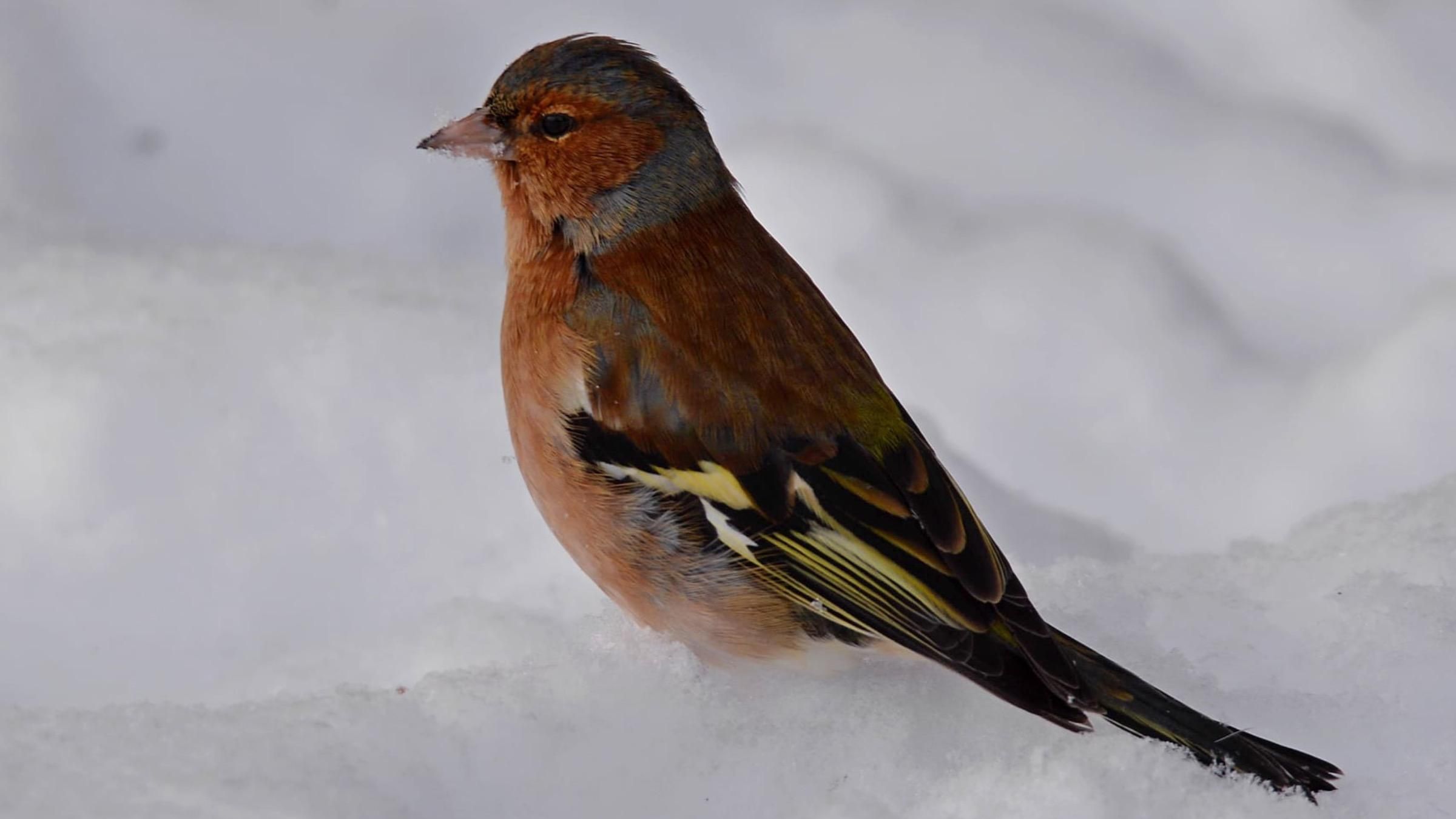 В Чернобыле особенная маленькая птичка попала в фотоловушку: какая ее уникальность - Pets В Чернобыле особенная маленькая птичка попала в фотоловушку: какая ее уникальность - Pets