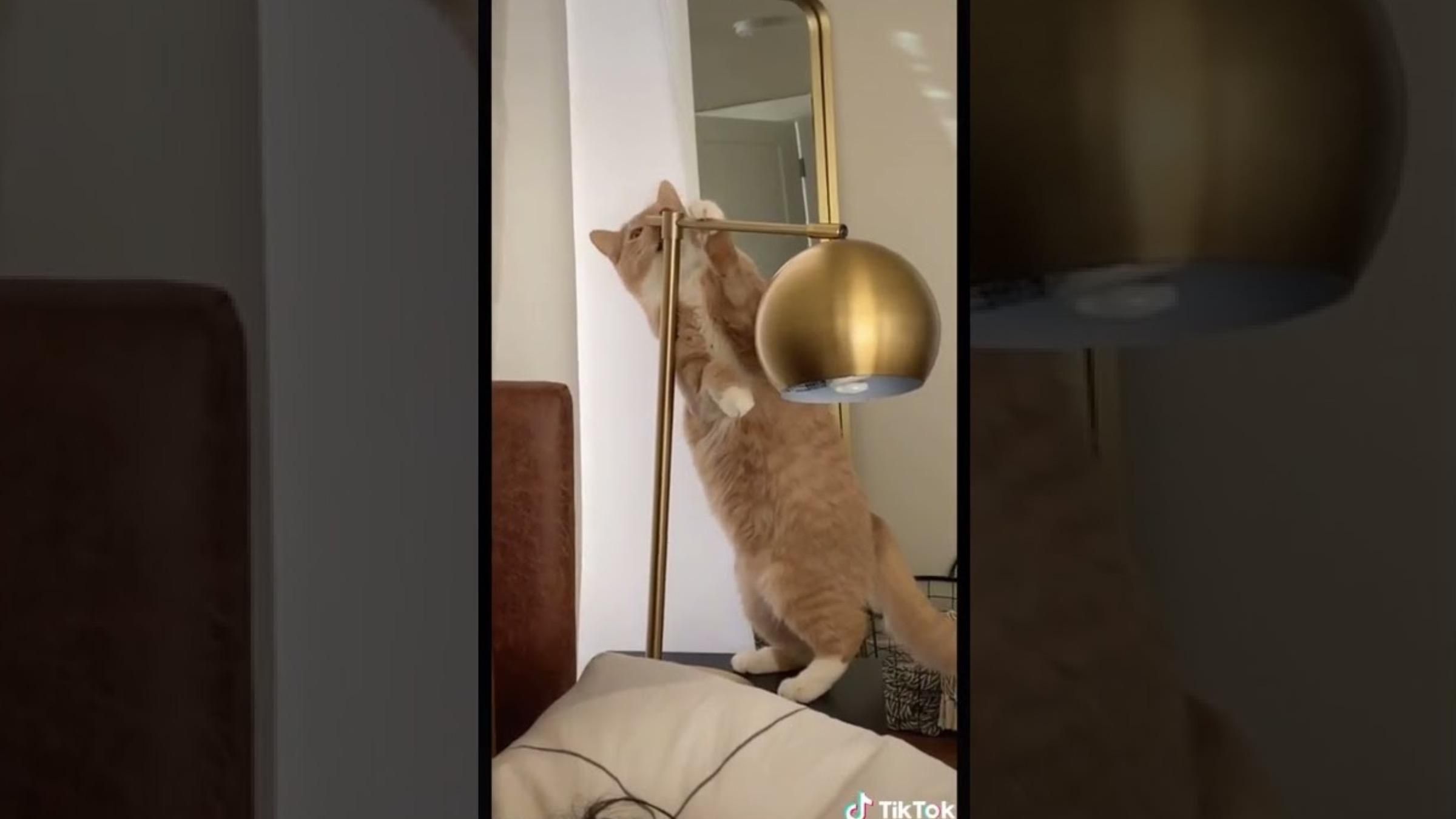 Котик любит все "пробовать на зуб": видео забавного хобби четырехлапого - Pets