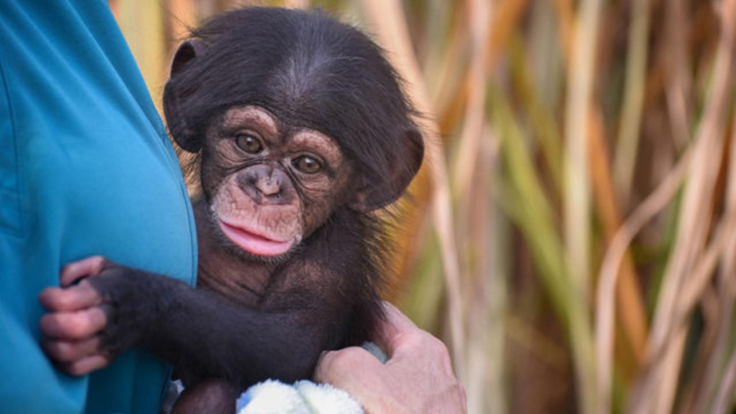 Вчилося бігати та пустувало: відео першого року життя малюка шимпанзе - Pets