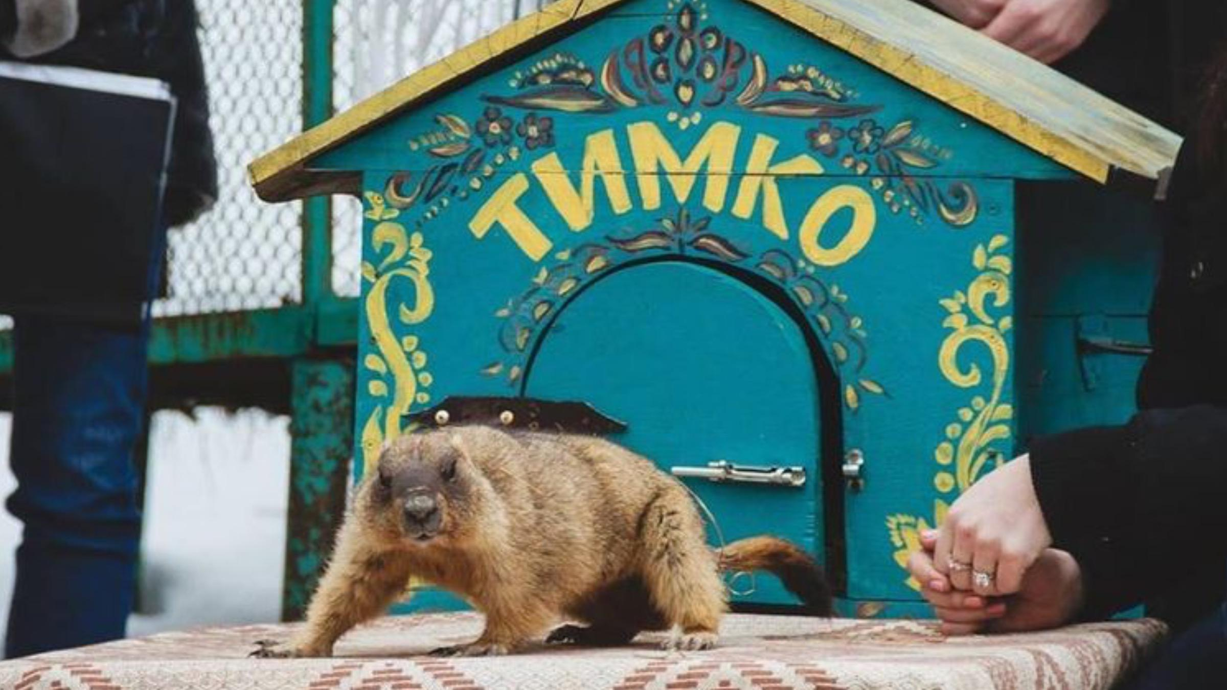 Коли до України прийде весна 2022: прогноз від бабака Тимка