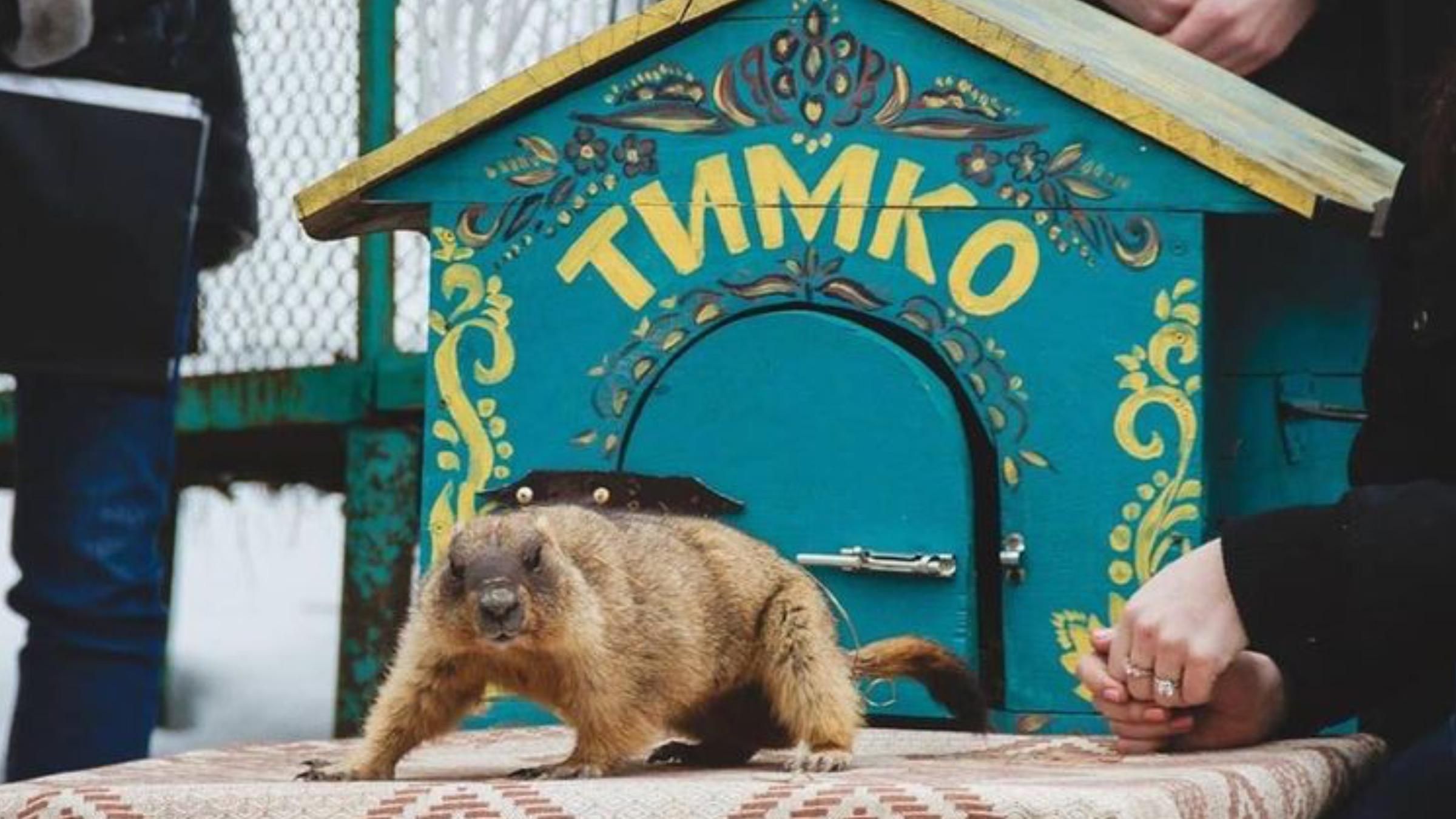 Коли до України прийде весна 2022: прогноз від бабака Тимка Коли до України прийде весна 2022: прогноз від бабака Тимка