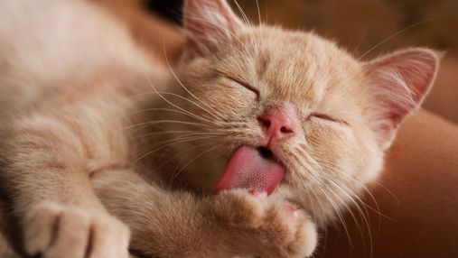 Шорсткий язик у котів: які основні функції виконує