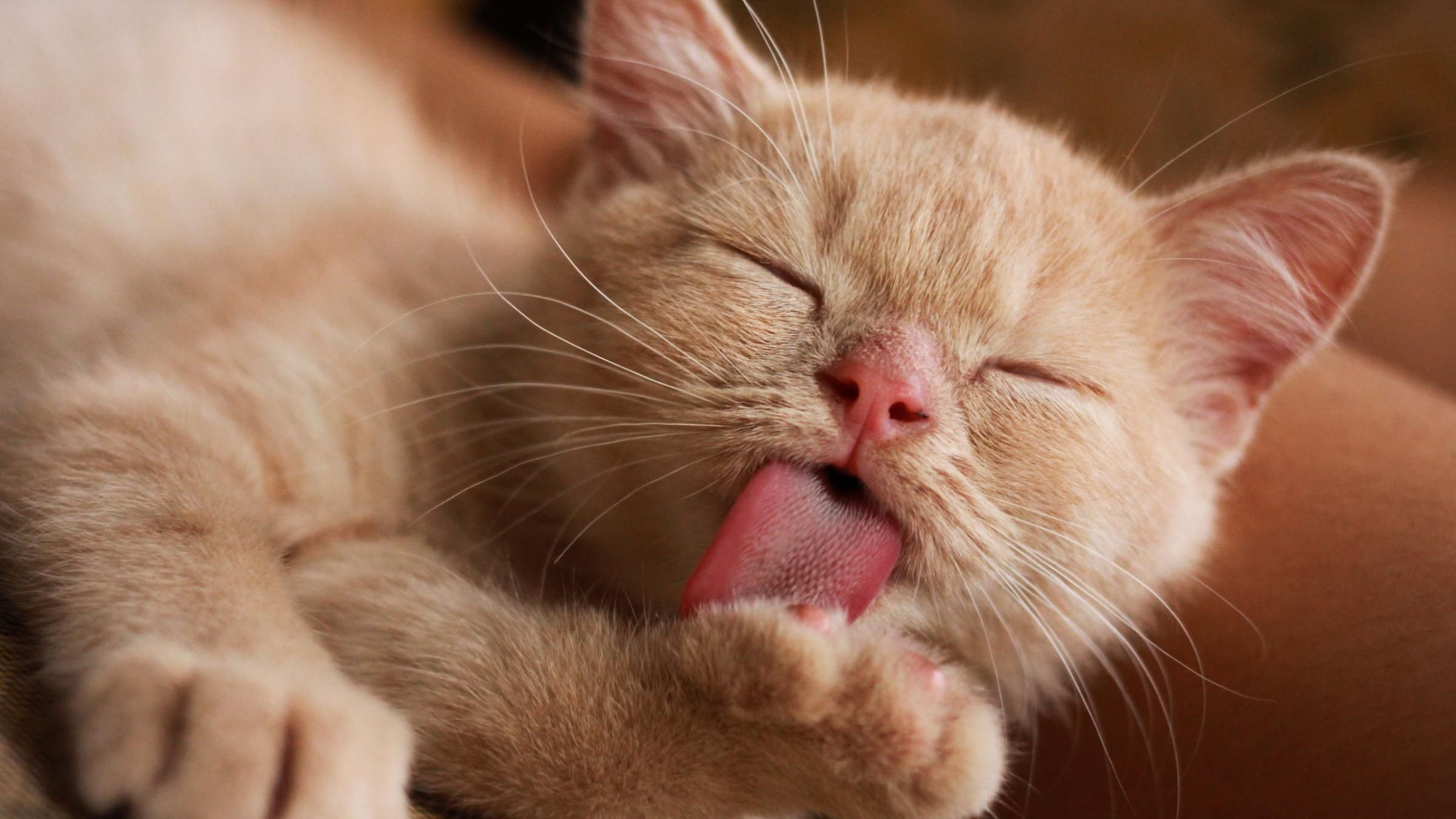 Шершавый язык у кошек: какие основные функции выполняет - Pets