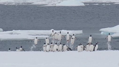 На "Вернадському" показали, як пінгвіни стрімко вистрибують на берег: кумедне відео