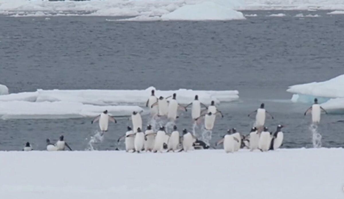 На "Вернадському" показали, як пінгвіни стрімко вистрибують на берег: кумедне відео - Pets