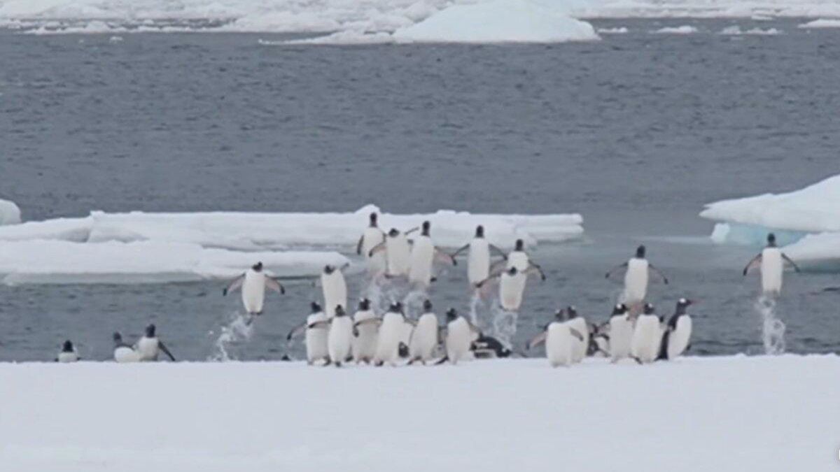 На "Вернадском" показали, как пингвины стремительно выпрыгивают на берег: забавное видео - Pets