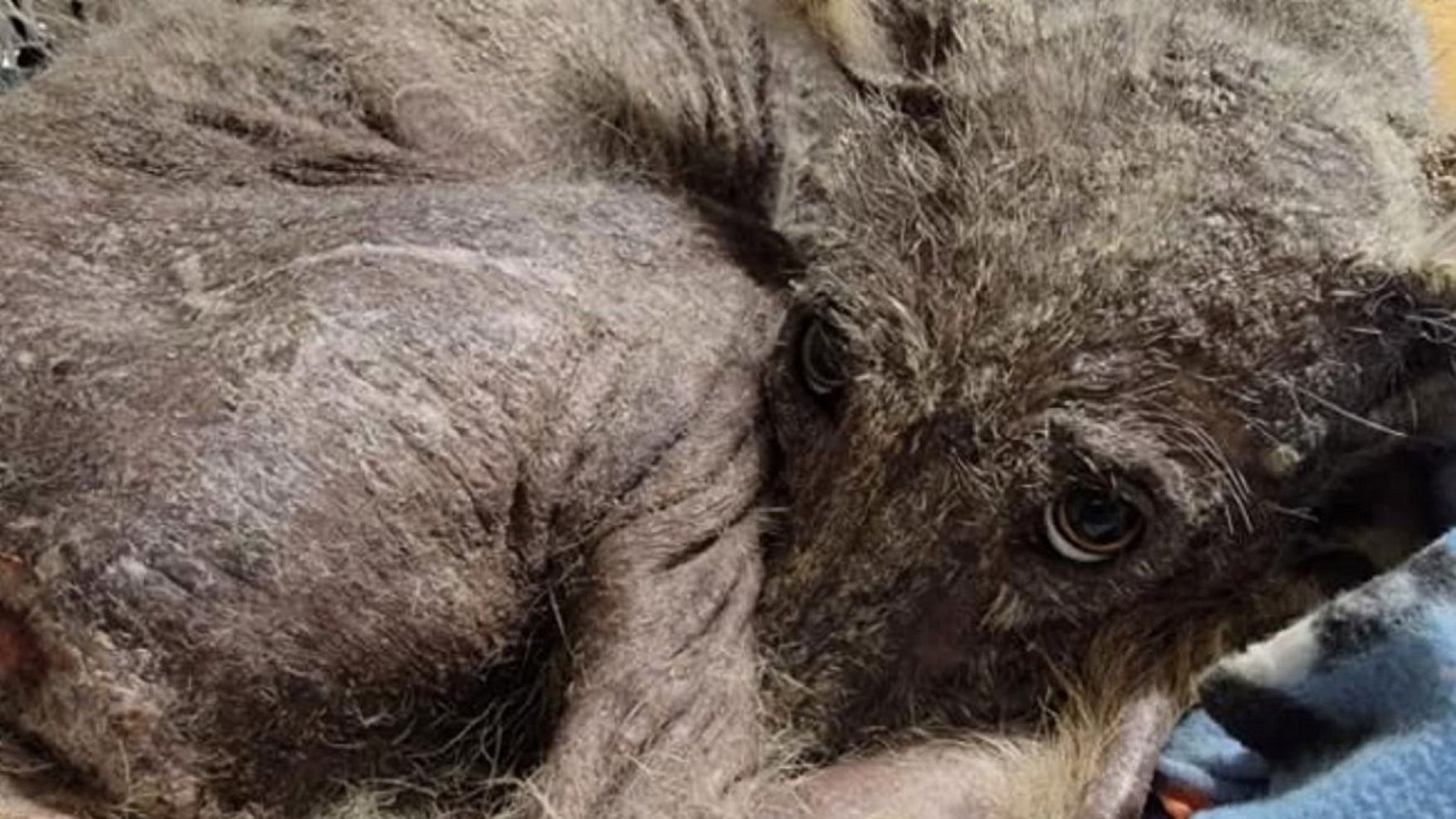 Никто не знает, что это за существо: женщина спасла неизвестное животное - Pets Никто не знает, что это за существо: женщина спасла неизвестное животное - Pets