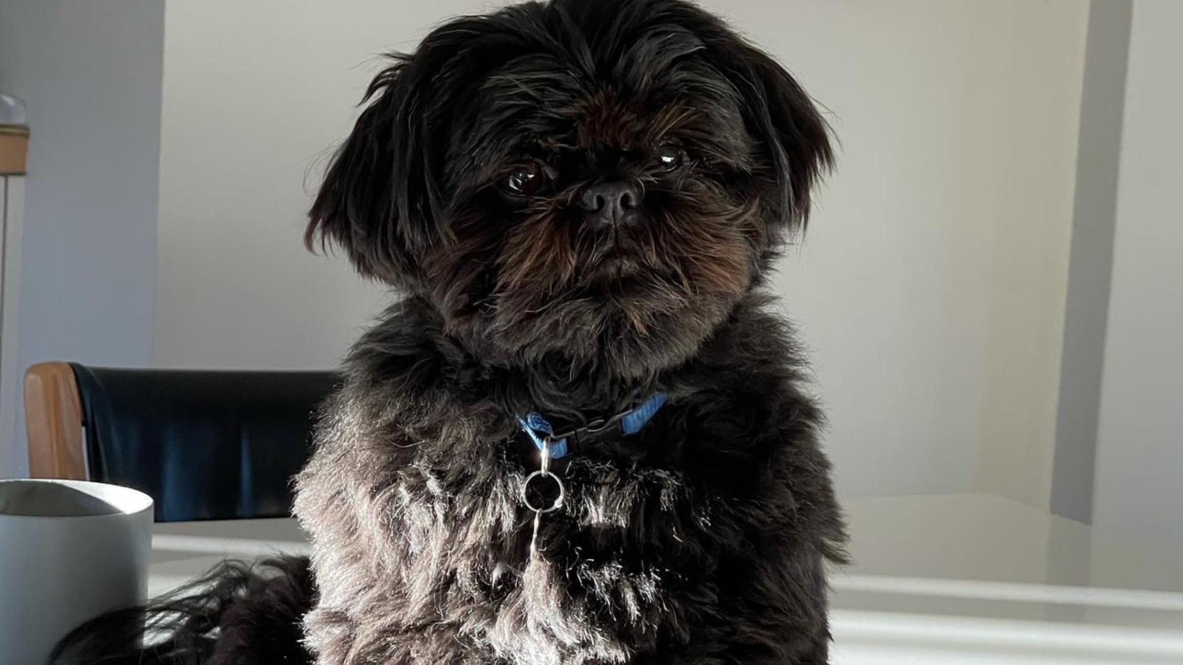 Дочь принесла домой щенка: видео неожиданной реакции родителей - Pets Дочь принесла домой щенка: видео неожиданной реакции родителей - Pets