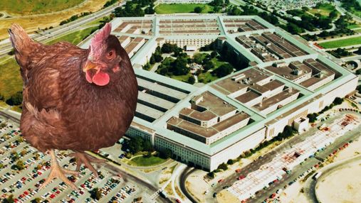 Курица пыталась проникнуть в Пентагон: как нашли птицу