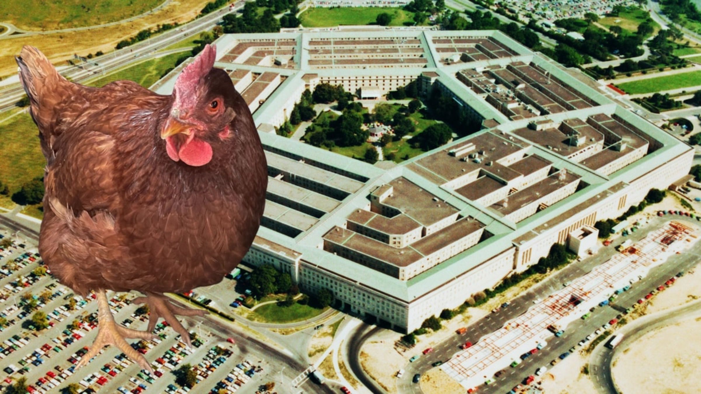 Курица пыталась проникнуть в Пентагон: как нашли птицу - Pets