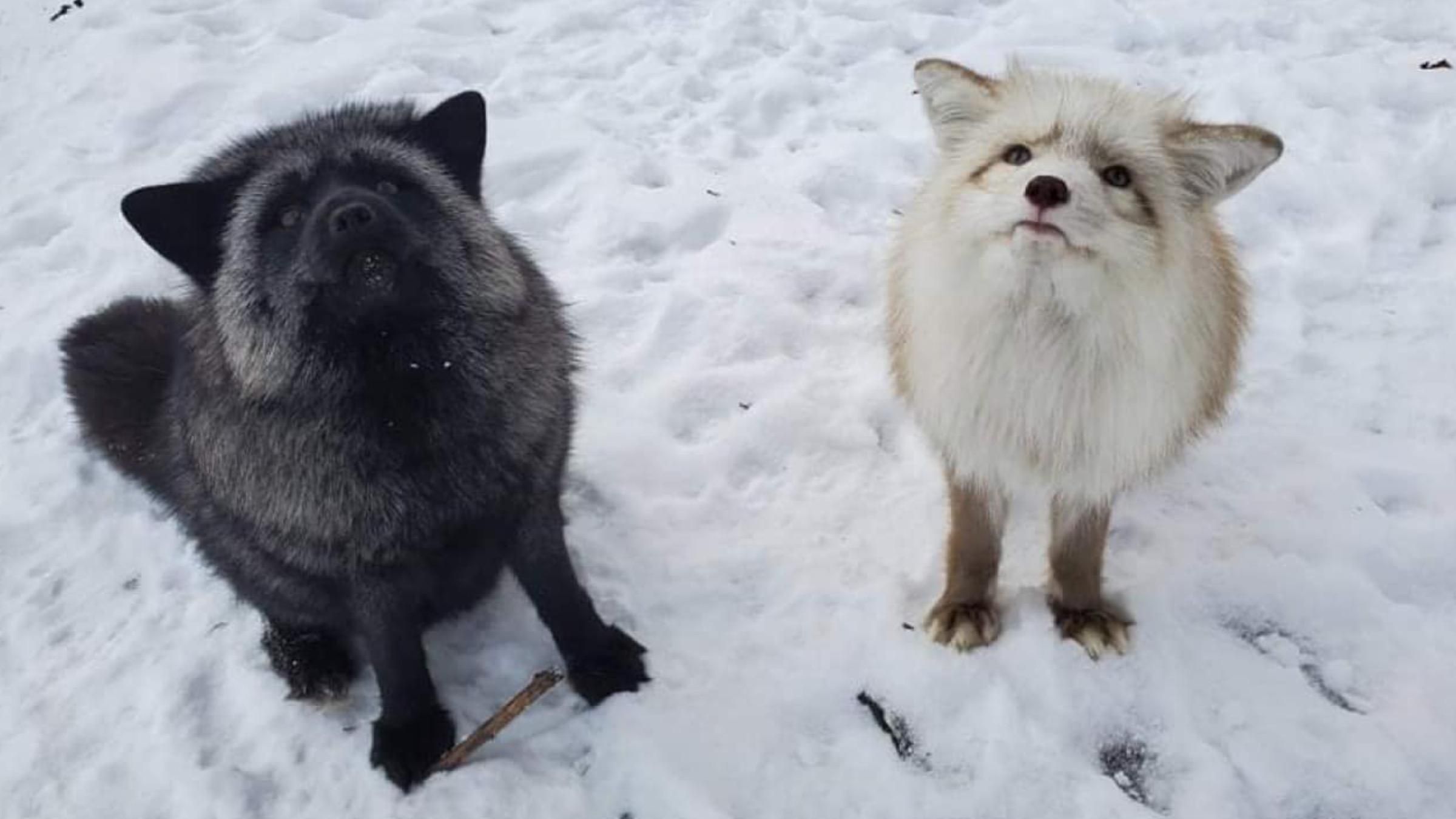 Съезжали с горки и играли: сеть покорило видео зимних развлечений лисиц - Pets