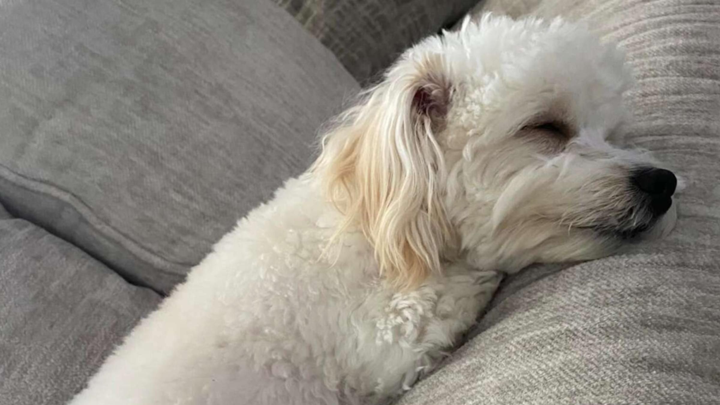 Поїхала з чужим улюбленцем: жінка не впізнала свого собаку після стрижки - Pets Поїхала з чужим улюбленцем: жінка не впізнала свого собаку після стрижки - Pets