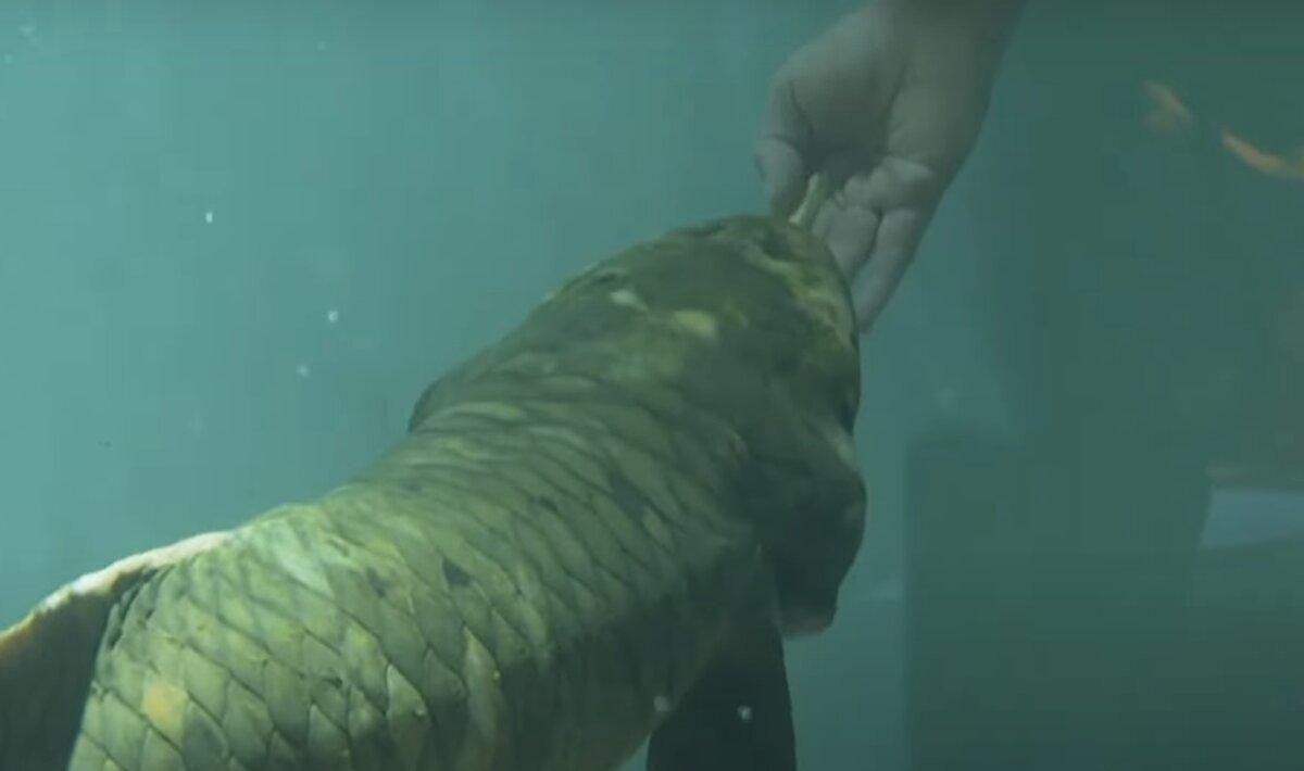Найстаріша акваріумна риба світу живе в США: скільки їй років - Pets