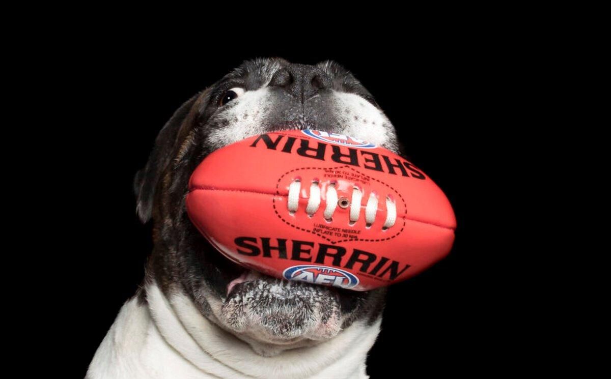 Что может поместиться в пасть собаки: показали в забавной фотосессии - Pets Что может поместиться в пасть собаки: показали в забавной фотосессии - Pets