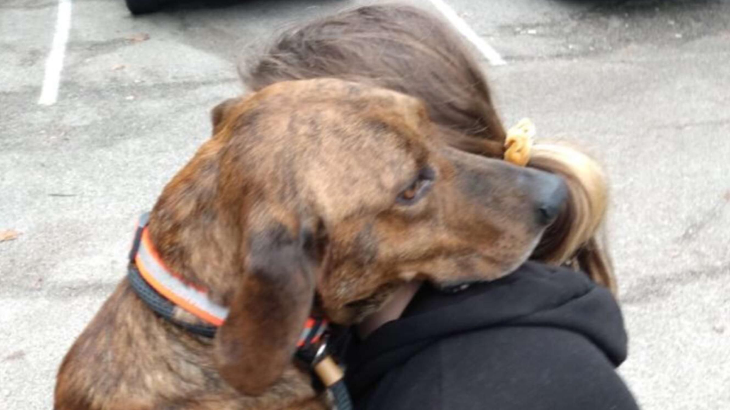 Врятував від панічної атаки: як пес допоміг незнайомці та знайшов собі новий дім - Pets