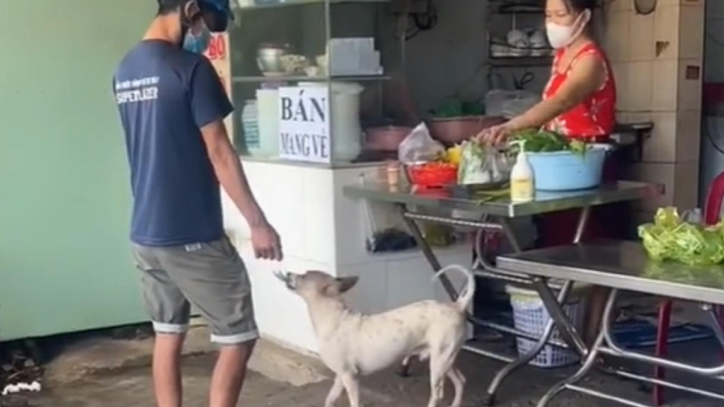 Пес работает кассиром во вьетнамском заведении: как обслуживает посетителей - Pets