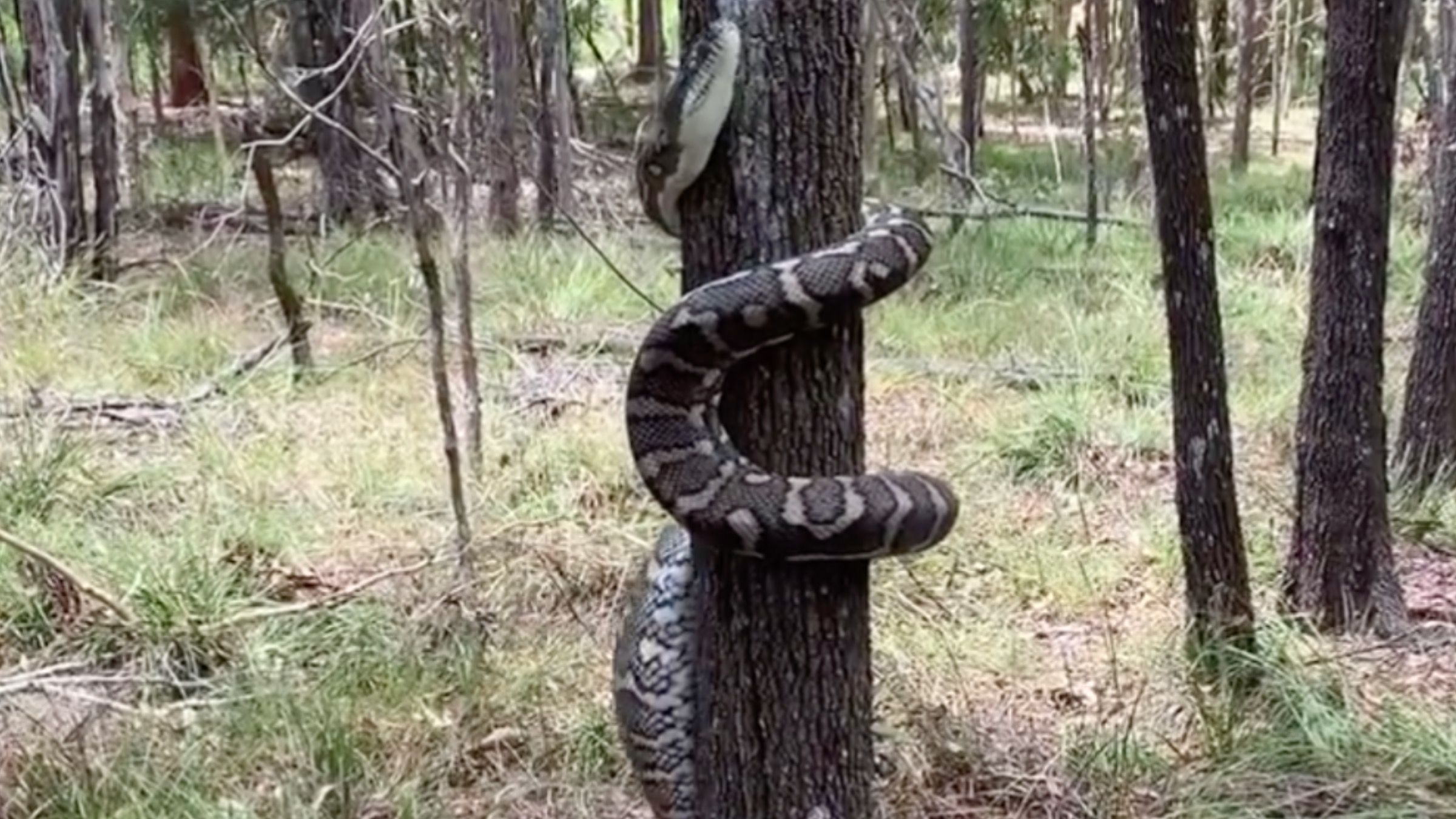 Обвивает ствол и поднимается по дереву: видео с ловким питоном - Pets