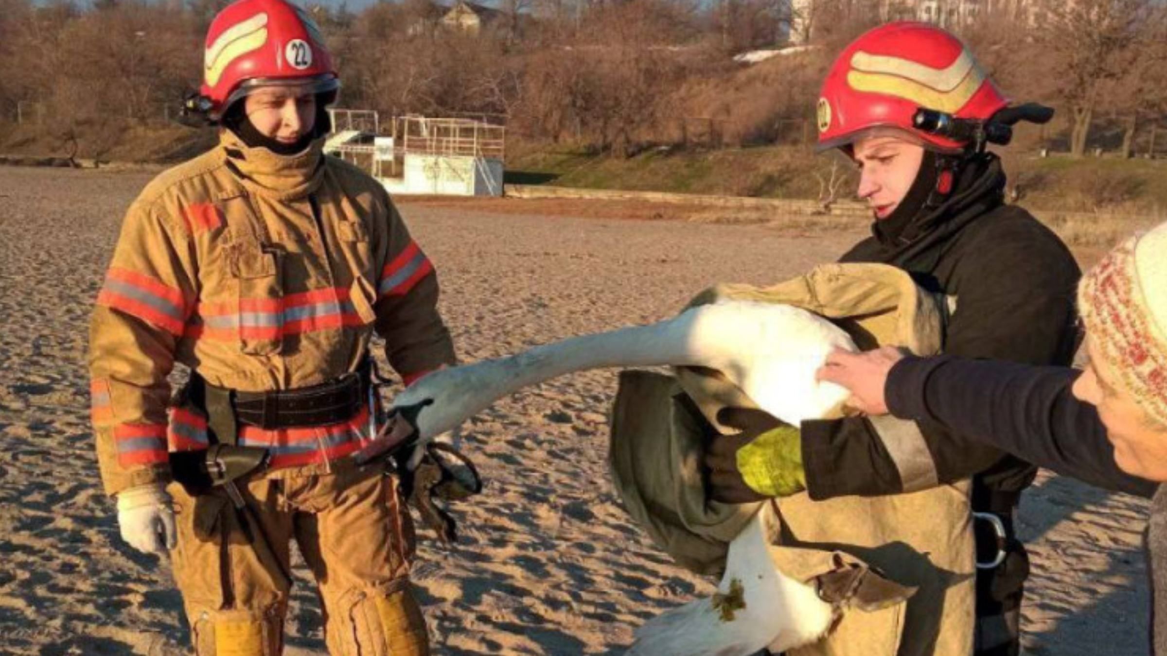 Травмований лебідь на пляжі Чорноморська: що зробили з птахом - Новини Одеси сьогодні - Pets