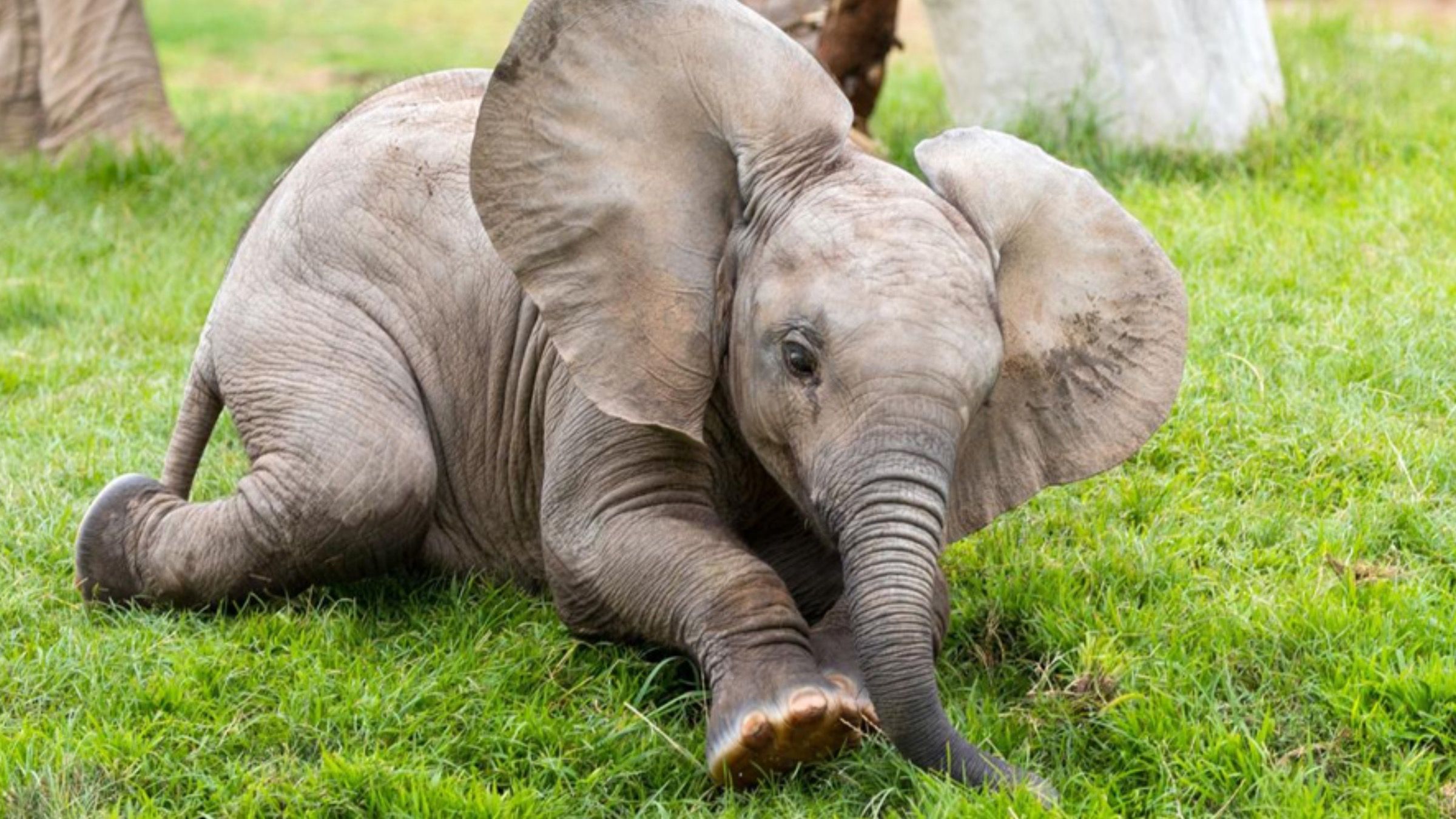 Слоненок катался по мокрым склонам гор Китая: забавное видео - Pets Слоненок катался по мокрым склонам гор Китая: забавное видео - Pets