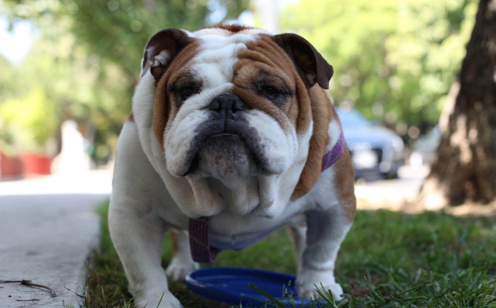 В Норвегії заборонили розводити бульдогів і спанієлів: у чому причина - Pets В Норвегії заборонили розводити бульдогів і спанієлів: у чому причина - Pets