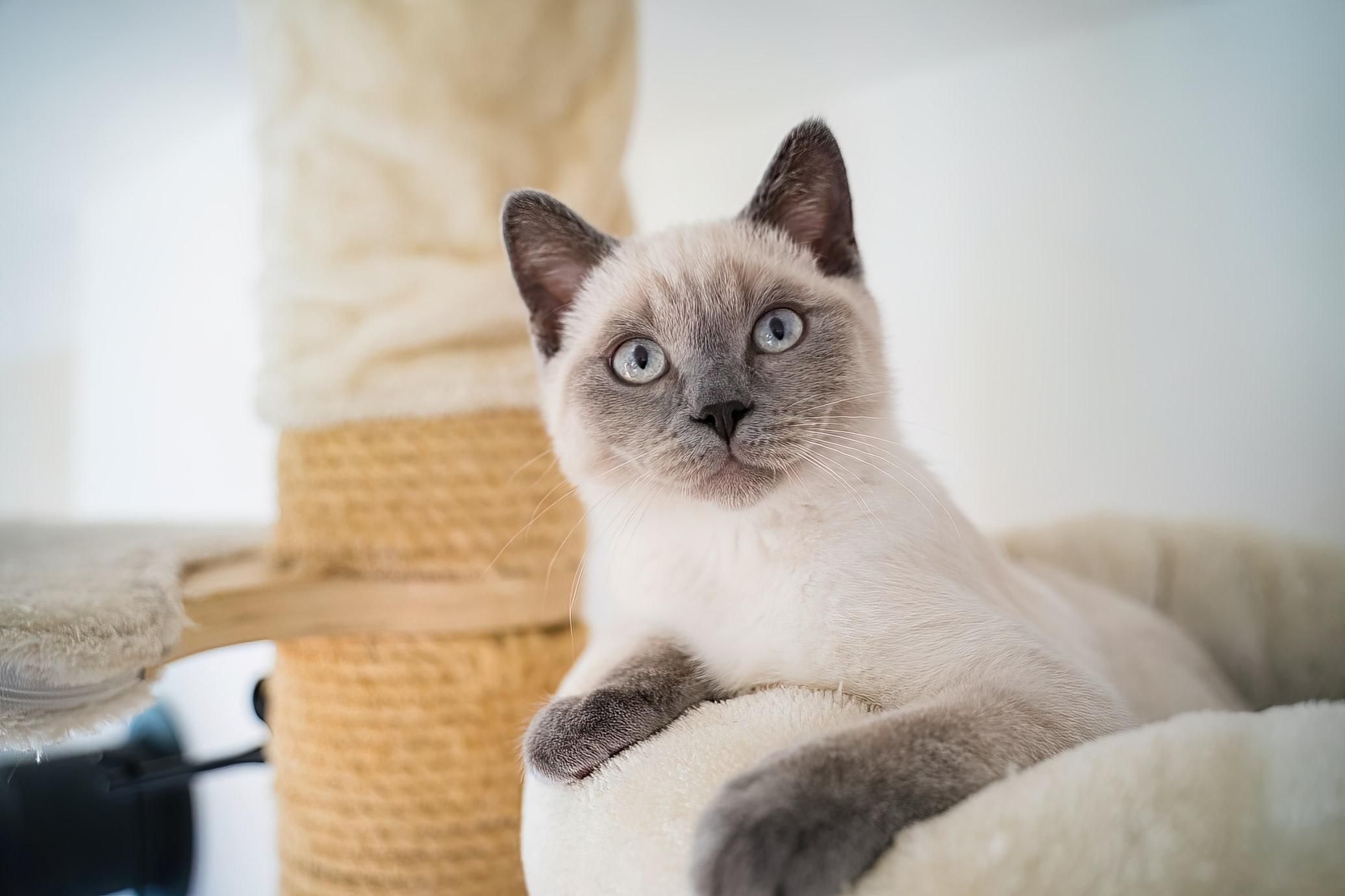 Мозок котів зменшився після одомашнення: вчені здивували дослідженням - Pets