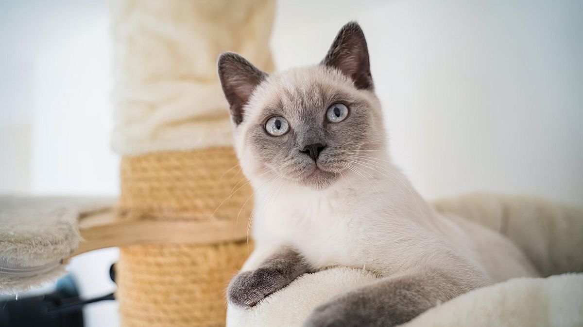 Мозг кошек уменьшился после одомашнивания: ученые удивили исследованием - Pets