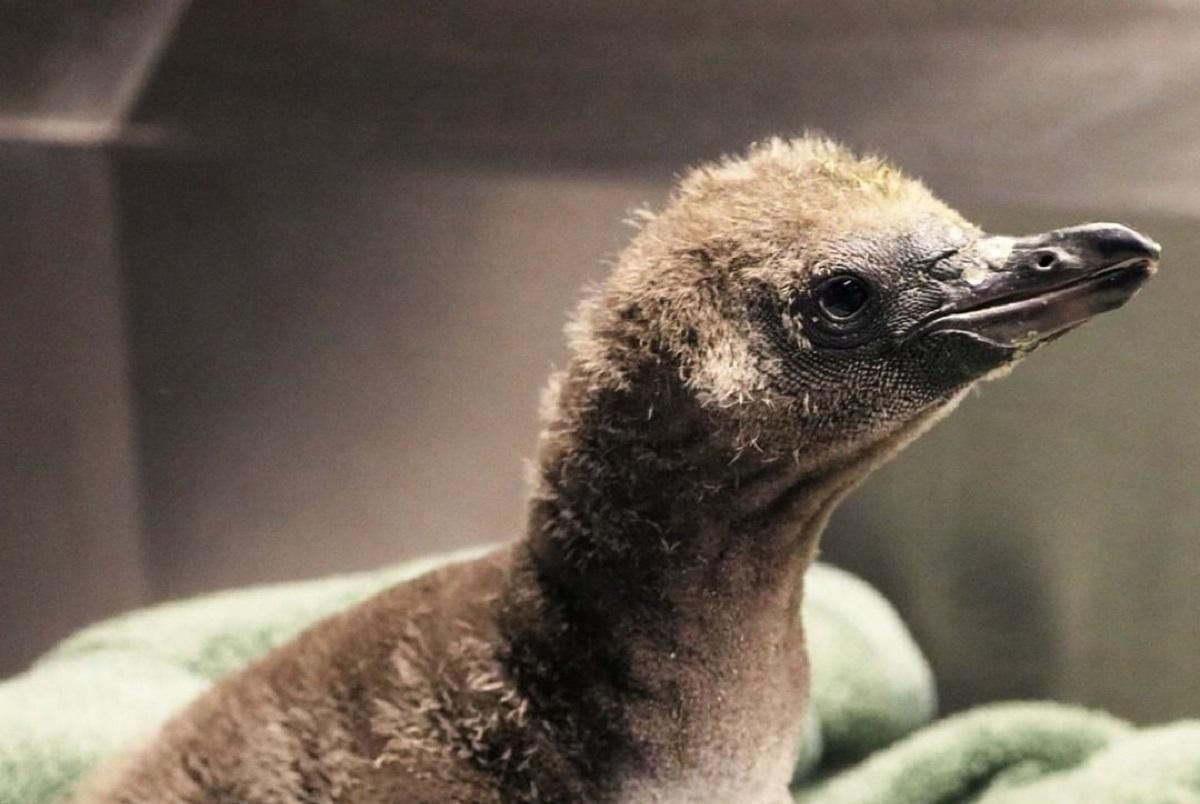 Вперше стали батьками: у пари пінгвінів-геїв з Нью-Йорка вилупилося пташеня