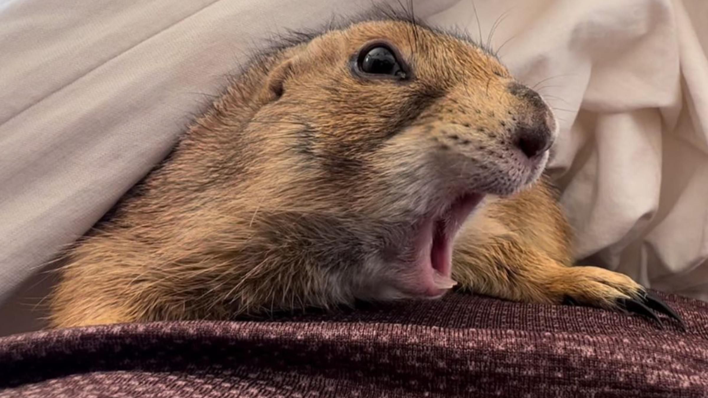 Грызун занялся утренней йогой: забавное видео с комплексом упражнений - Pets Грызун занялся утренней йогой: забавное видео с комплексом упражнений - Pets