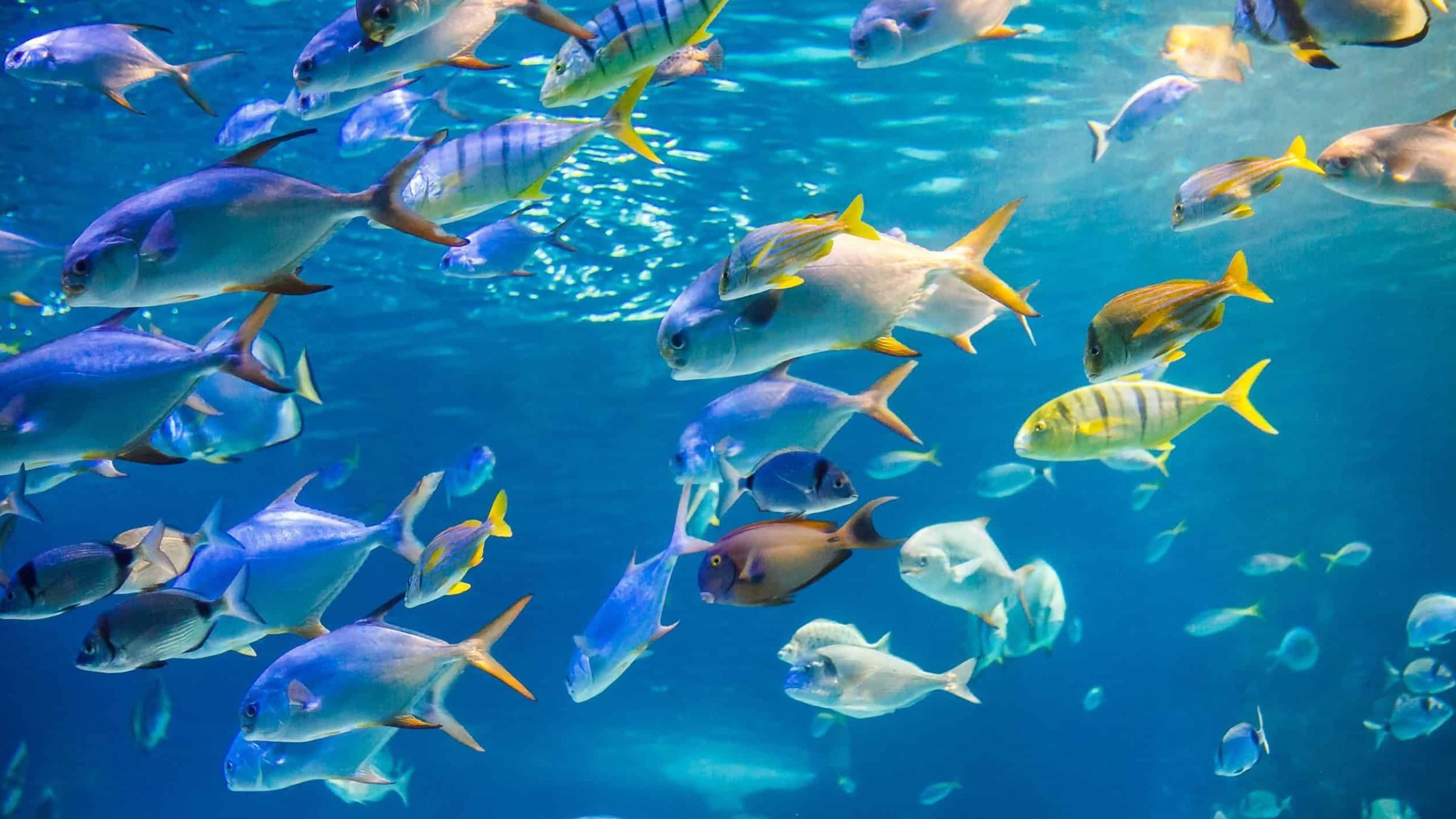 Язык рыб: ученые сообщили, какие звуки можно услышать под водой - Pets