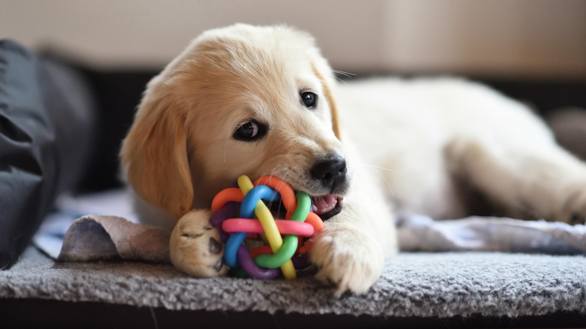 Как приучить щенка к своей кличке: действенные методы - Pets Как приучить щенка к своей кличке: действенные методы - Pets