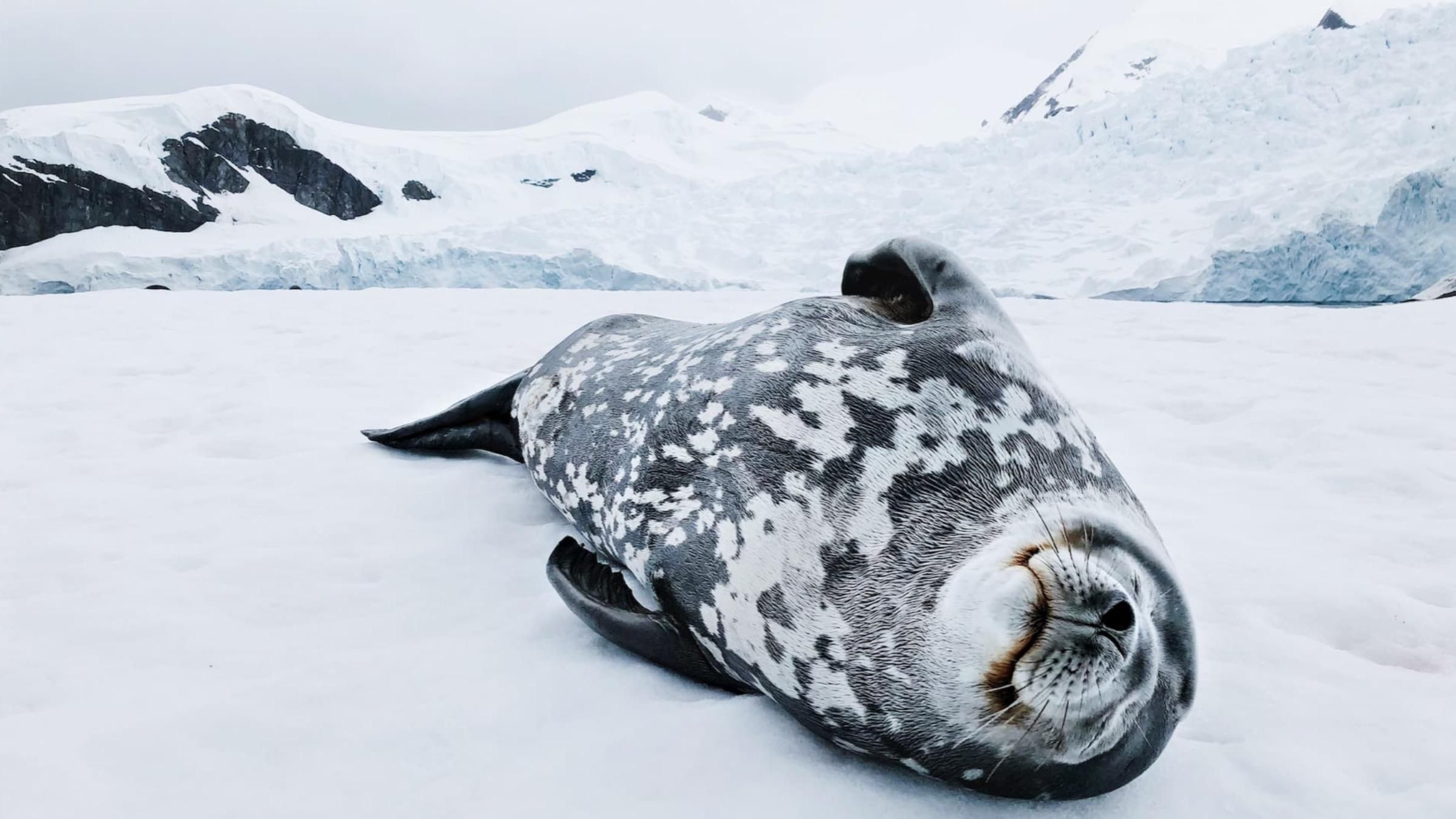Храпят и подскакивают: как смешно отдыхают тюлени на суше - Pets