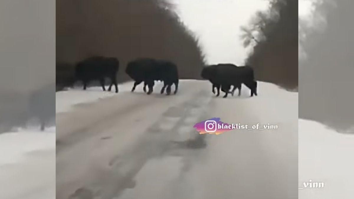 Стадо зубров переходило дорогу: впечатляющее видео опубликовали винничане - Новости Винница - Pets Стадо зубров переходило дорогу: впечатляющее видео опубликовали винничане - Новости Винница - Pets