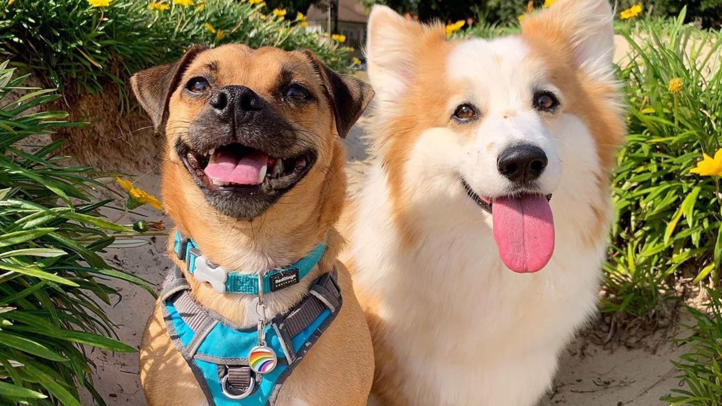 Ліг і повз по підлозі: собака кумедно скопіював ходу друга-коргі - Pets Ліг і повз по підлозі: собака кумедно скопіював ходу друга-коргі - Pets