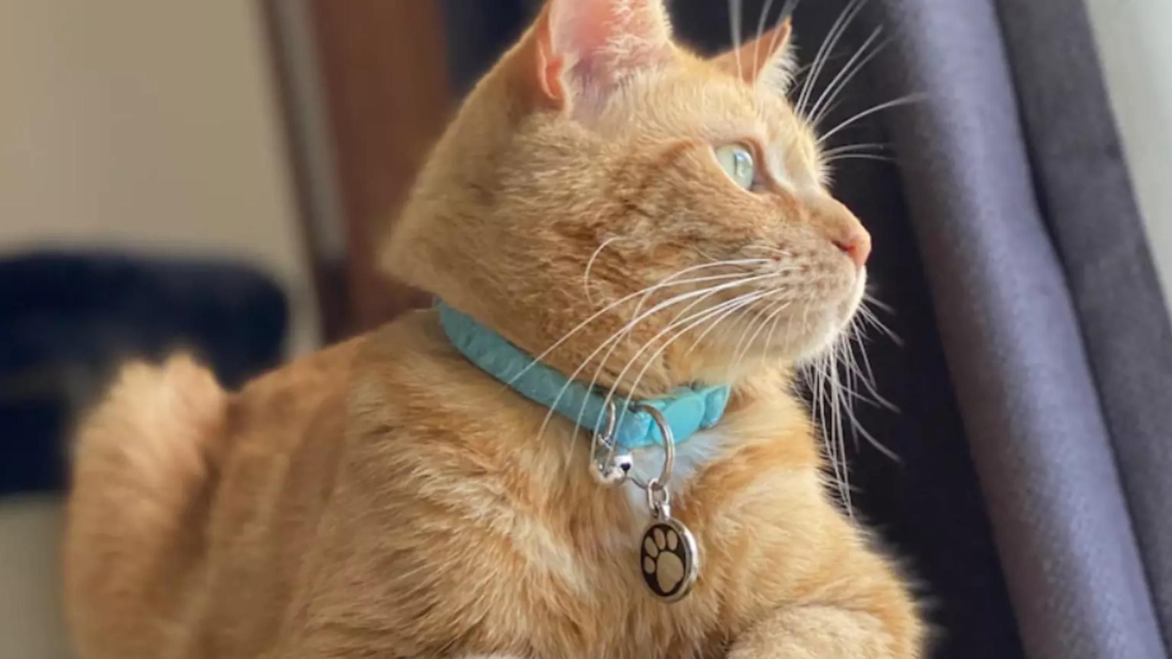 Настоящий бандит: какие неожиданные вещи кот воровал у соседей - Pets