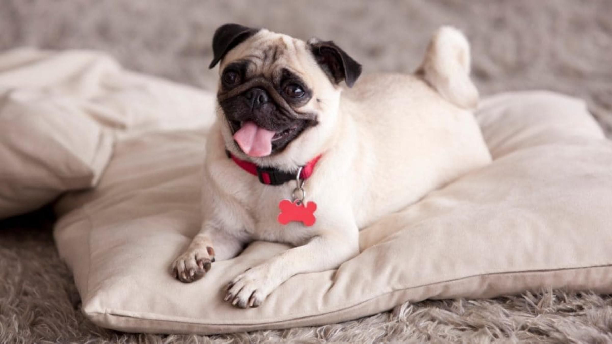 Мопс вчив малюка повзати: кумедне відео з уроку чотирилапого - Pets Мопс вчив малюка повзати: кумедне відео з уроку чотирилапого - Pets