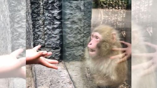 Відвідувач зоопарку показав мавпі фокуси: кумедну реакцію тварини зняли на відео