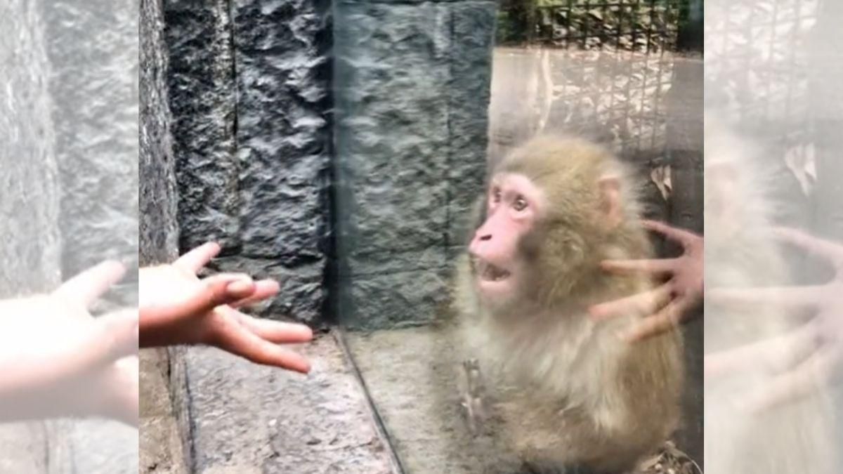 Відвідувач зоопарку показав мавпі фокуси: кумедну реакцію тварини зняли на відео - Pets