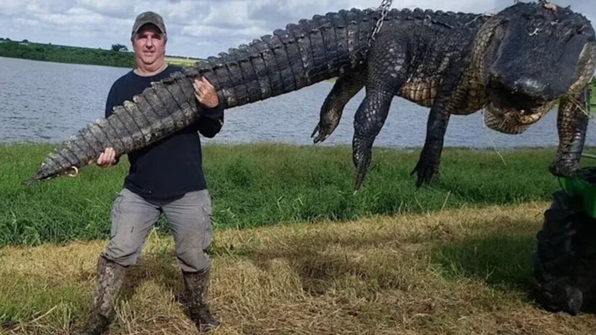 Весил более 400 килограммов: во Флориде поймали огромного старого аллигатора - Pets